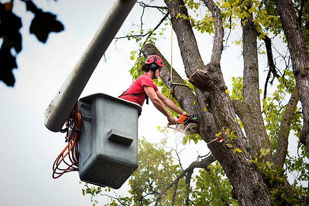 Best Fruit Tree Pruning  in Columbus Grove, OH